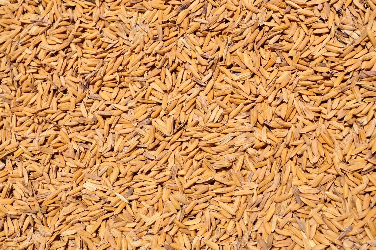 Image de Riz Paddy